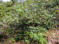 Landolphia kirkii