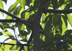 Piranga olivacea