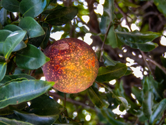 Landolphia kirkii