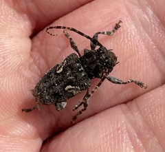 Aegomorphus circumflexus