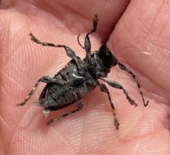 Aegomorphus circumflexus