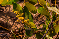 Parinari capensis capensis