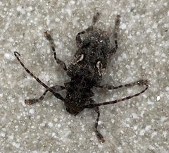 Aegomorphus circumflexus