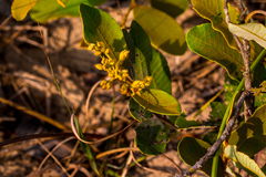 Parinari capensis capensis