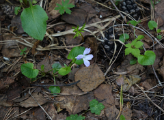Viola sacchalinensis