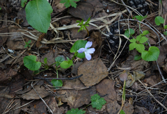 Viola sacchalinensis