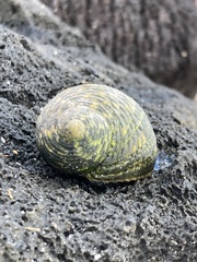 Nerita scabricosta