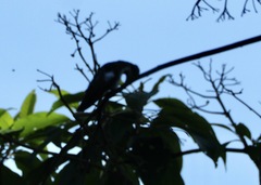 Anthracothorax nigricollis