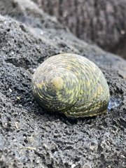 Nerita scabricosta
