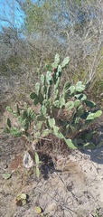 Opuntia rioplatense