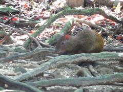 Dasyprocta ruatanica