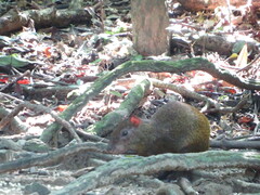 Dasyprocta ruatanica