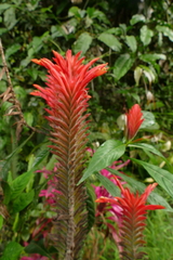 Aphelandra