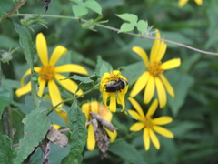 Helianthus divaricatus