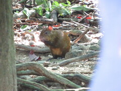 Dasyprocta ruatanica