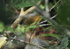 Piranga rubra