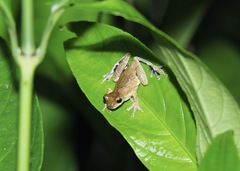 Dendropsophus parviceps