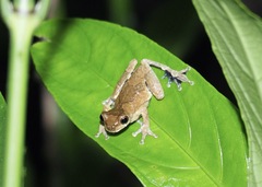 Dendropsophus parviceps