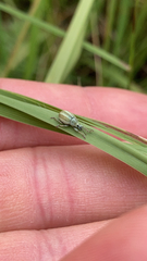 Entiminae