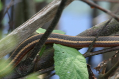 Thamnophis saurita saurita