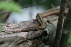 Thamnophis saurita saurita