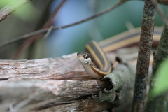 Thamnophis saurita saurita