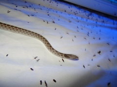 Hypsiglena chlorophaea