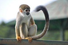 Humboldt's Squirrel Monkey photo 2