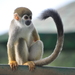 Humboldt’s Squirrel Monkey - Photo (c) Edmundo Mascarenhas de Andrade Filho, some rights reserved (CC BY-SA)
