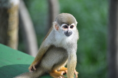 Humboldt's Squirrel Monkey photo 3