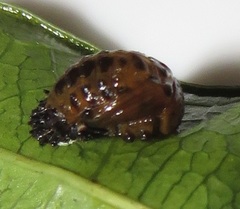 Plagiosterna nigritarsis