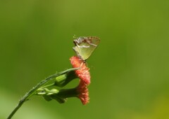 Chlorostrymon simaethis