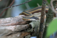 Thamnophis saurita saurita