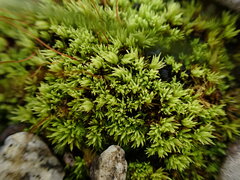 Tortella inclinata