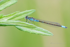 Coenagrion glaciale