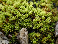 Tortella inclinata