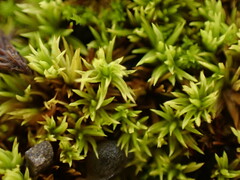 Tortella inclinata