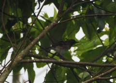 Turdus ignobilis