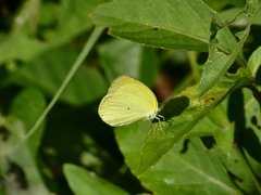 Pyrisitia venusta