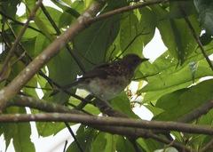 Turdus ignobilis