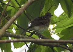 Turdus ignobilis