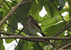 Turdus ignobilis