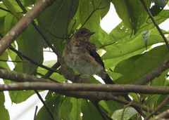 Turdus ignobilis