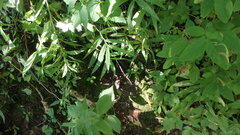 Aulagromyza cornigera