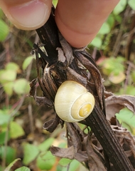 Cepaea hortensis