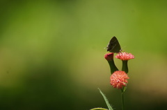 Chlorostrymon simaethis