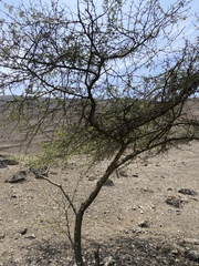 Vachellia macracantha