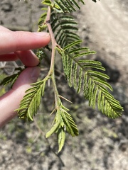 Vachellia macracantha