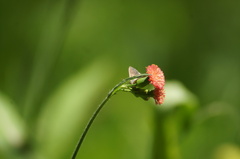 Chlorostrymon simaethis