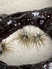 Anthopleura mariscali